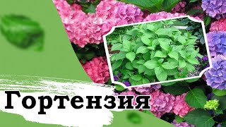 Гортензия – многолетний декоративный кустарник