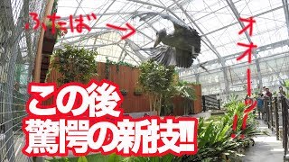 ハシビロコウのふたば、新技を披露!!【6月のふたば19】 Shoebill FUTABA in June 2019