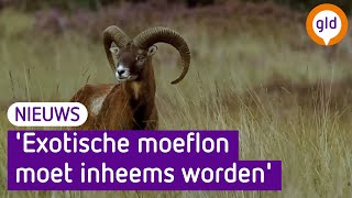 Hoge Veluwe wil dat moeflon inheems wordt verklaard