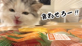 【猫と刺身】初めてのお寿司に大興奮する子猫がこちら