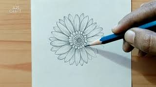 Gerbera flower drawing / Daisy flower