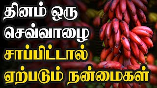 செவ்வாழை பயன்கள்|செவ்வாழையின் மருத்துவ குணங்கள்| Red banana benefits tamil|Nalamana Vazhvu.