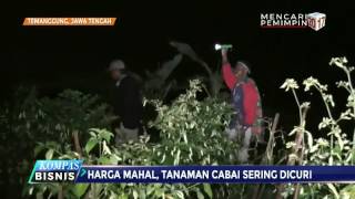 Harga Mahal, Takut Dicuri, Warga Ronda Jaga Tanaman Cabai