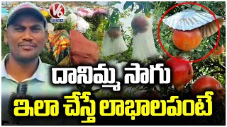 Man Earn Good Profits With Pomegranate Cultivation In Mahabubnagar | V6 News