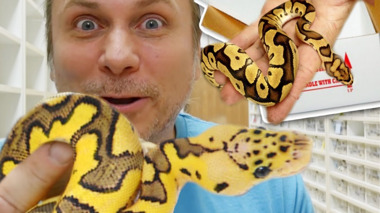 Unboxing Some Rare Snakes Brian Barczyk Youtube