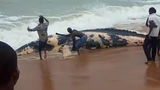 Une baleine retrouvée au bord de la mer à Aneho ce 08/04/2018 Abonnez vous svp