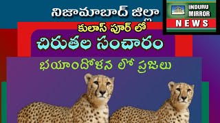 #nizamabad #forest #INDURUMIRROR. కులాస్పూర్ అటవీ శివారులో నాలుగు చిరుతలు సంచారం.