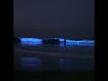 Bioluminescence ocean🌊 #ocean