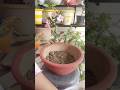 Easy  way to Make Jade Plant Round Shape Topiary #trending #shortvideos