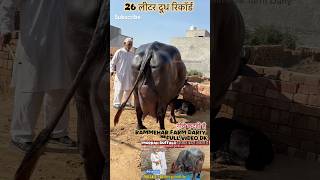 Top murrah Best Buffalo #haryanvi #shortsvideo #farming #farm