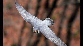 An Inside Look: Raptor Migration