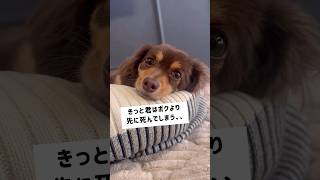 愛犬への想い😌