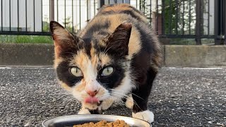 カリカリご飯をカリカリ美味しそうに食べる野良猫 “I gave karikari food hungry wild cat”