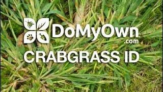 How to Identify Crabgrass | DoMyOwn.com #crabgrass #domyownlawncare