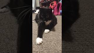 adorable tuxedo cat, lazy attacks! #cats #catsofyoutube #cute #sweet #tuxedocat #shorts #catlife