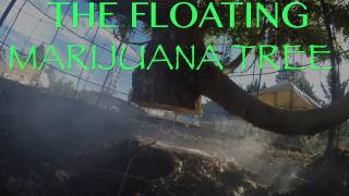 Marijuana Magic: The Floating Ganja Tree