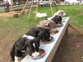 Puppy Hill Great Danes dinnertime! | SDP