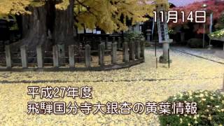 平成27年飛騨国分寺大銀杏の黄葉情報　11月14日