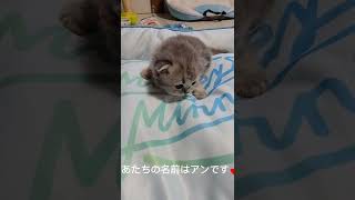 レナママ初出産の子🤍ストーリーにゃんず⭐