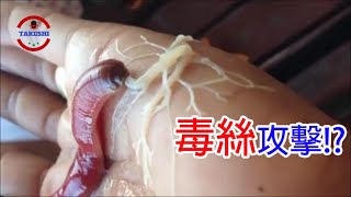 [TOP5]數個具有驚人狩獵方式的生物~發現具有兩張嘴的異形生物!