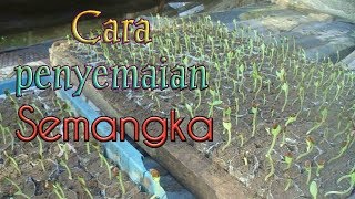 Cara semai semangka dari biji