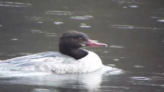 Wildlife Profile #1 - Goosander.