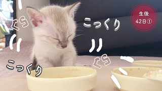 こっくりこっくり…お腹いっぱいになって座ったまま船をこぐ子猫　【生後42日目①】【未熟児子猫成長日記】【Kittens Grow Up Vlog】