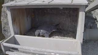 GSB Falcons 3-29-19, 11:45 am Nest box conversation, nestoration