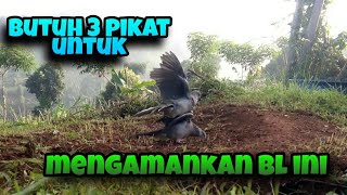 Butuh 3 Pikat Untuk Menaklukkan BL G1L4 Ini