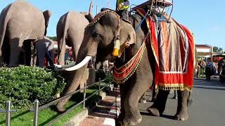 Elephant Festival in Surin Thailand