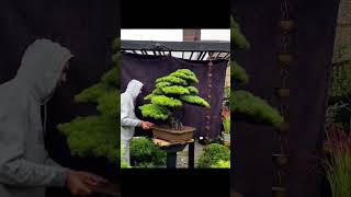 Japanese white pine /bonsai tree 🌲