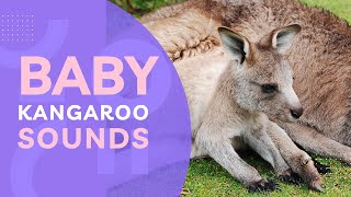 Adorable Baby Kangaroo Sounds: Heartwarming Joey Vocalizations |  Learning and Hearing Animal Sounds