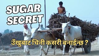 SUGAR Experts Share Industry Secrets | How sugar is made | उँखुबाट चिनी कसरी बनाईन्छ | How It's Made