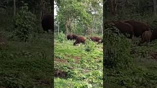 Wild buffalo #kaadu yemme #animallover #animals #safari #wildlife