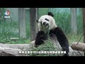 7分钟游遍成都：从“悠闲之都”到“一线新城”，成都真的变忙了？chengdu from