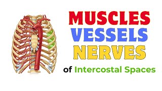 Muscles Vessels \u0026 Nerves of Intercostal Spaces | Anatomy of Thorax