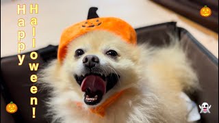 【ダイソー 犬用品】ハロウィンコスチュームを被るポメラニアン(ジョンべえ君)🎃