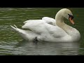 大人気 倉敷美観地区白鳥のヒナ誕生