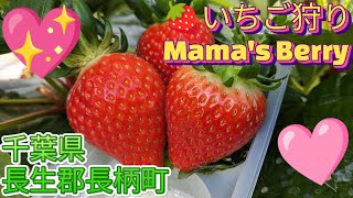 🍓いちご狩り🎀Mama's Berry🍀🍓紅ほっぺ🍓かおり野🍓おいCベリー🍓星うらら🍓千葉県長生郡長柄町上野168🌸登録特典ク一ポンあります🎀