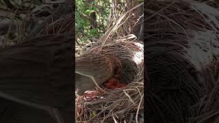 Common babbler bird babies (P 16)