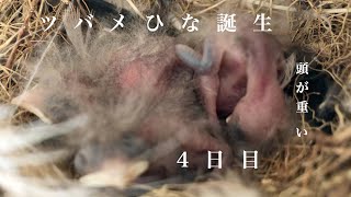 ツバメ【孵化4日目】ヒナ3羽/体に色がついてきた/３兄弟でプロレスごっこ/両親は心配ですSwallows chick hatched!!! DAY4