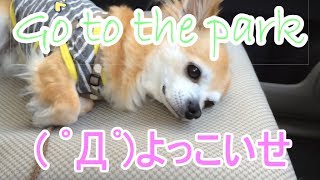 チワワのぽっち Go to the park  Chihuahua no pocchi 公園に行く pt5 B