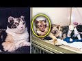 Hero Mama Cat Saves 5 Kittens From Burning Building