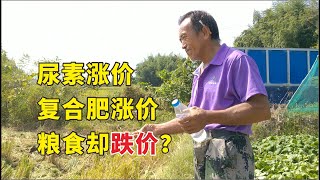 安徽农村水稻大丰收，为啥农民不赚钱？听种粮大户给你算笔账！