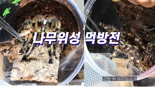 이번엔 나무위성 먹방전/타란튤라 사냥영상