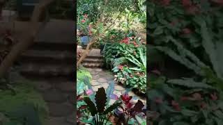 Beautiful Tropical Garden ✨📌🇧🇧 Full Video on Channel #nature #flowers #tropical #shorts #garden