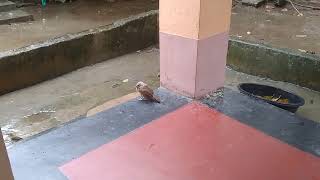 বৃষ্টির দিন পাখিদের জলসা #viralvideo#trending#milighosh#ytshort#sub#birdslover#birds#birdsounds#2024