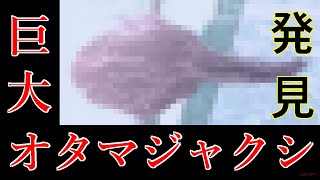 【閲覧注意】生きている超巨大オタマジャクシ！？を発見しました【体調約30cm】