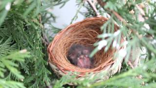 Maskergoudvink, Maskengimpel, Grey-headed Bullfinch, Pyrrhula erythaca.