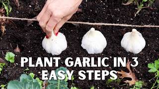 Watch This Before You Plant Garlic